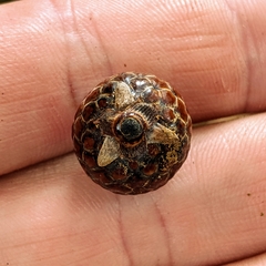 Calameae