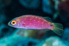 Scott's Wrasse photo 2