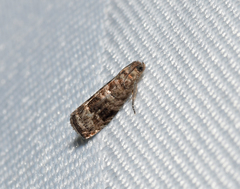 Grapholita packardi