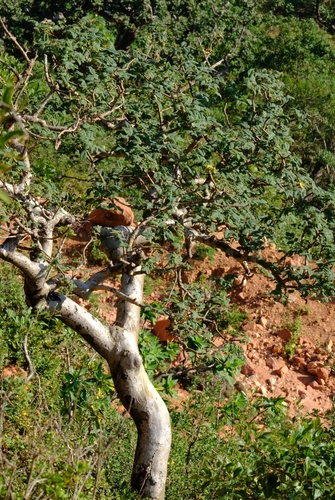 Commiphora ornifolia (Balf.fil.) J.B.Gillett 2