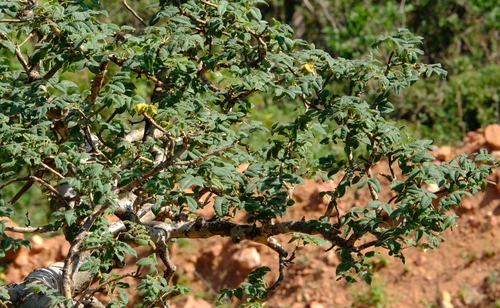 Commiphora ornifolia (Balf.fil.) J.B.Gillett 3