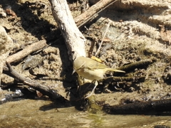 Phylloscopus ibericus