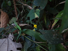 Crotalaria filipes