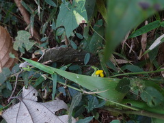 Crotalaria filipes