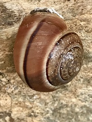 Portugala inchoata
