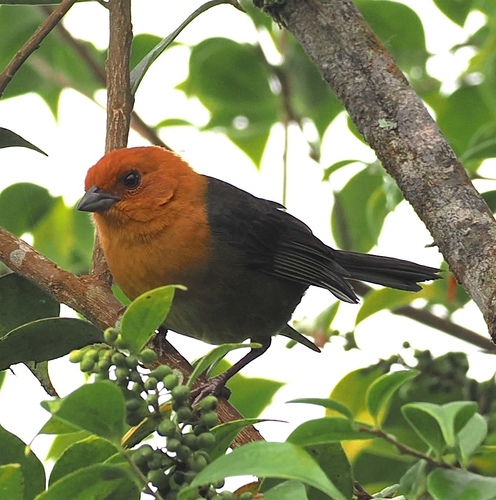 Ochre-breasted Brushfinch (Atlapetes semirufus), photo 3