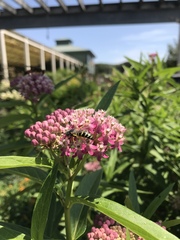 Bembix americana spinolae