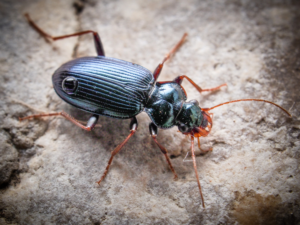 Leistus spinibarbis