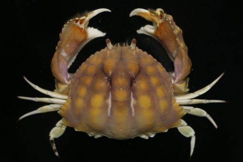 Calappa clypeata in life