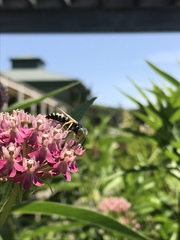 Bembix americana spinolae