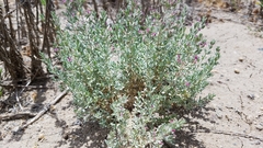 Frankenia salina