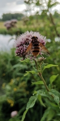 Volucella zonaria