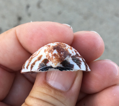 Tucetona multicostata