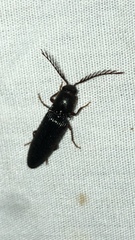Dicrepidius corvinus