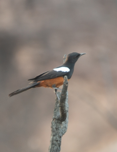 Mocking Cliff-Chat