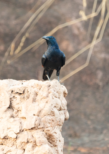 Neumann's Starling (Onychognathus neumanni), photo 7
