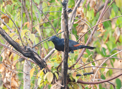 Neumann's Starling (Onychognathus neumanni), photo 5