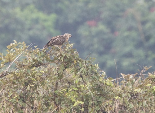 African Harrier-Hawk