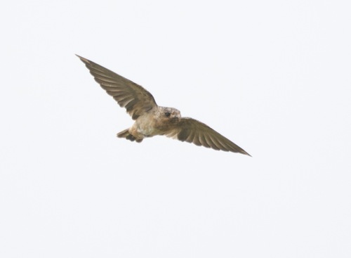 Red-throated Swallow