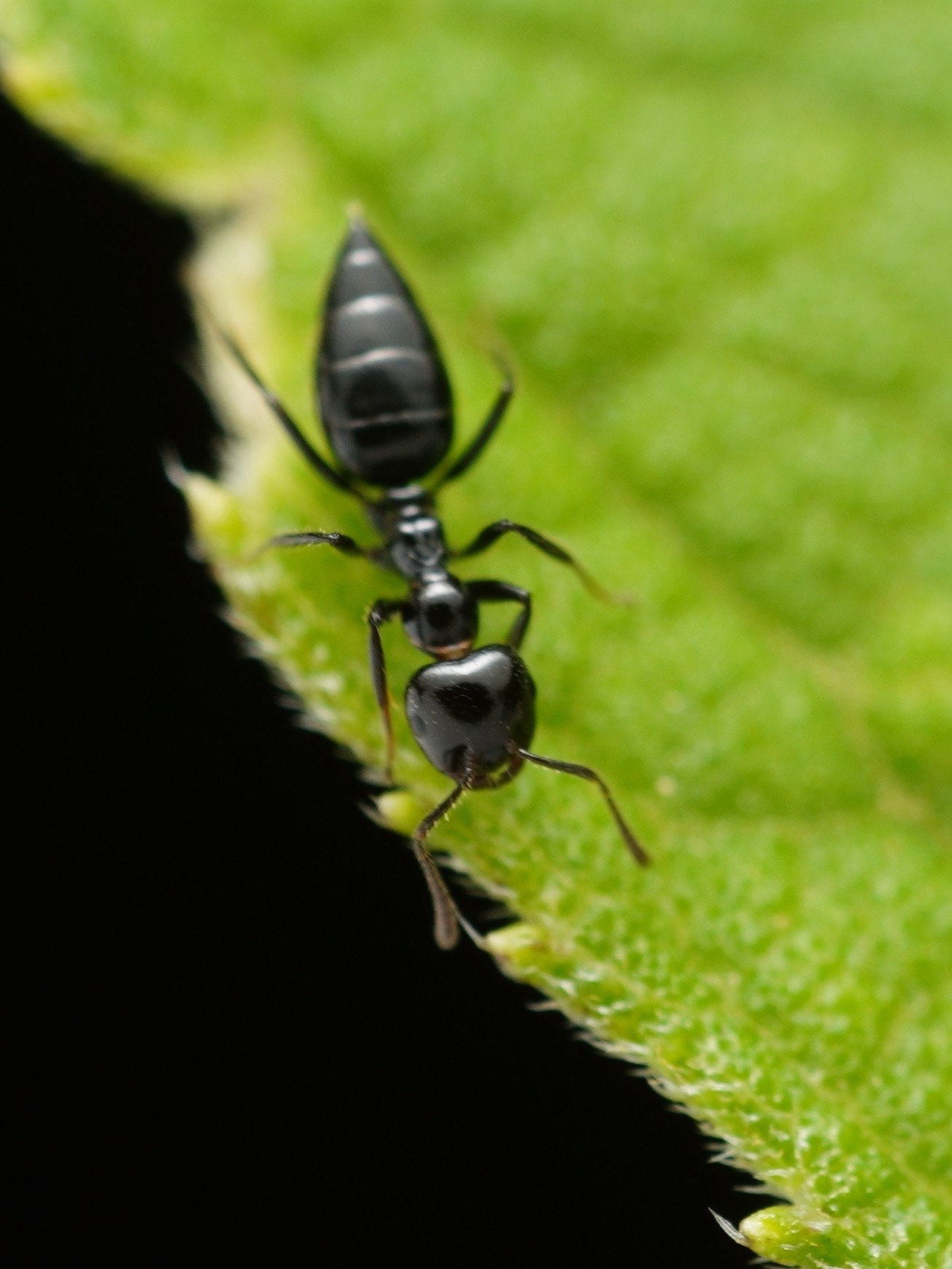 Myrmelachista reclusi