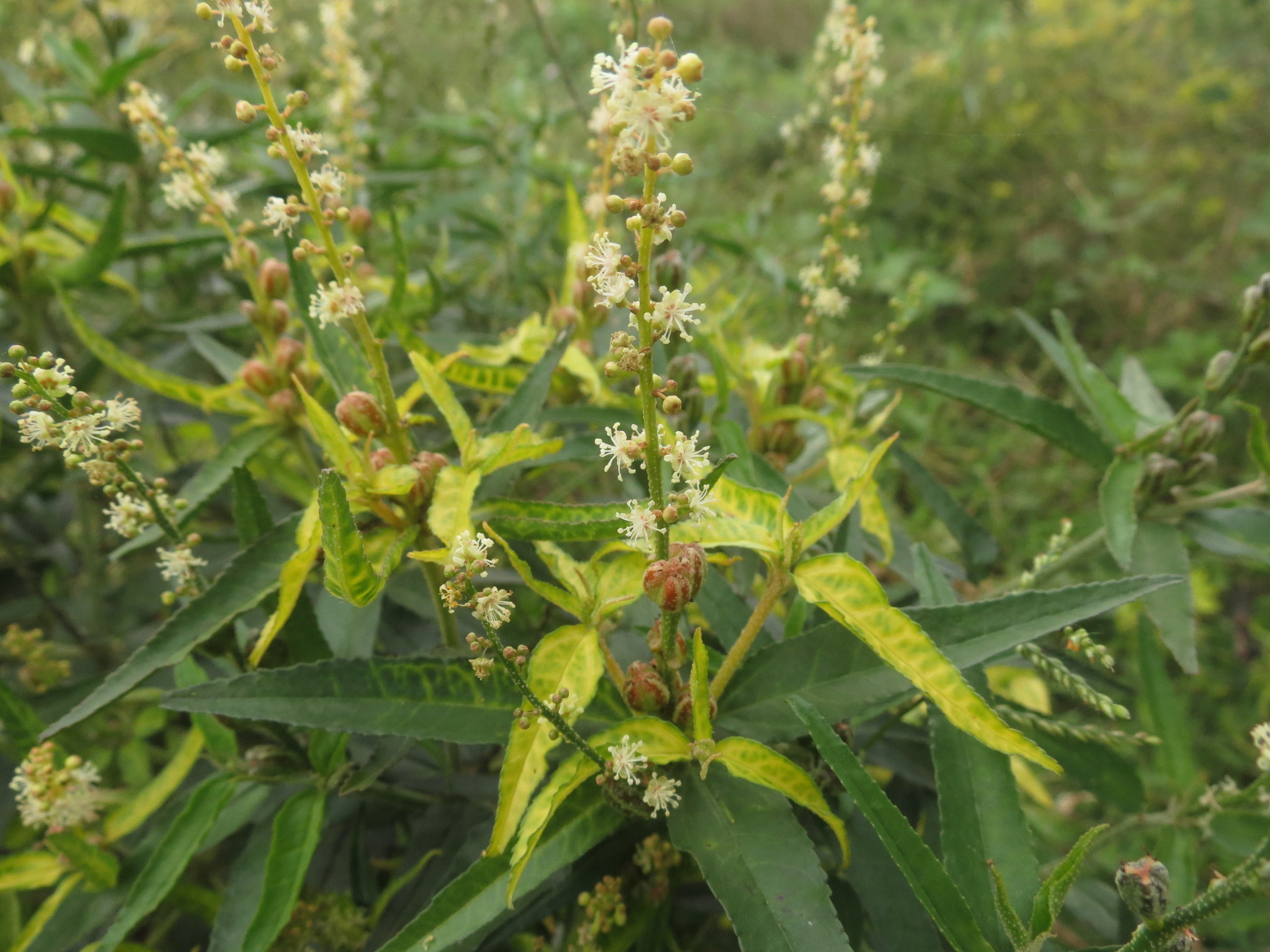 Croton bonplandianus