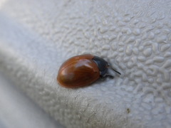 Chelymorpha cribraria