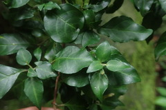 Sclerochiton harveyanus, photograph author not stated, no rights reserved