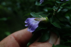 Sclerochiton harveyanus, photograph author not stated, no rights reserved