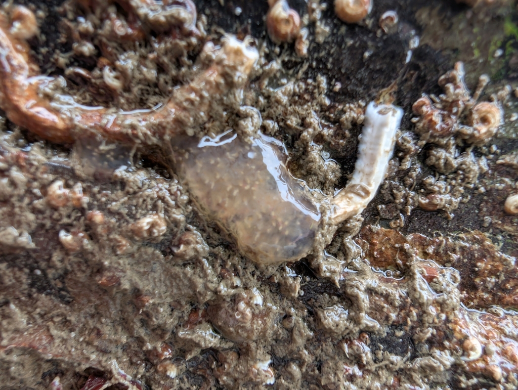Gray encrusting compound tunicate