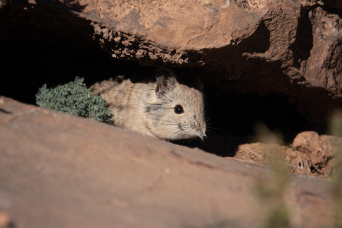 North African Elephant Shrew