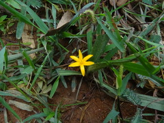 Curculigo orchioides