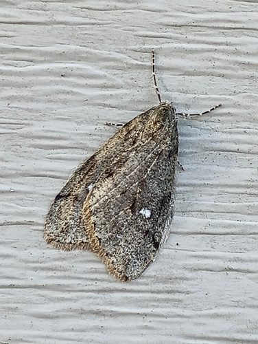 White-spotted Cankerworm Moth photo 5