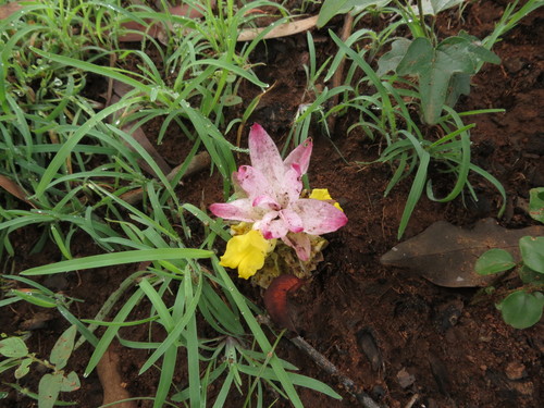 Image of Curcuma pseudomontana by no rights reserved