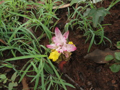 Curcuma pseudomontana