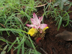 Curcuma pseudomontana