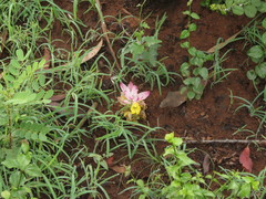 Curcuma pseudomontana