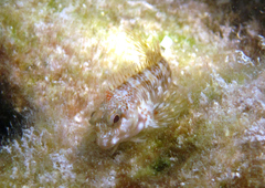 Scartella cristata