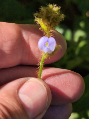 Image of Calopogonium mucunoides by no rights reserved