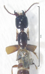 Pseudocorynus mediocris