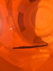 Syngnathus typhle