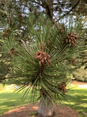 Pinus heldreichii