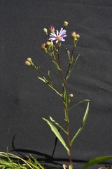 Symphyotrichum spathulatum