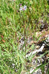 Symphyotrichum spathulatum