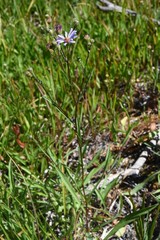 Symphyotrichum spathulatum