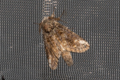 Heterocampa obliqua