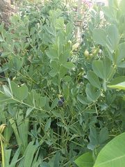 Baptisia australis