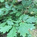 Quercus rubra - Photo (c) alexisberry,  זכויות יוצרים חלקיות (CC BY-NC)