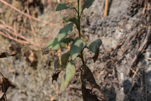 Image of Clustered Blumea (Blumea fistulosa) by no rights reserved