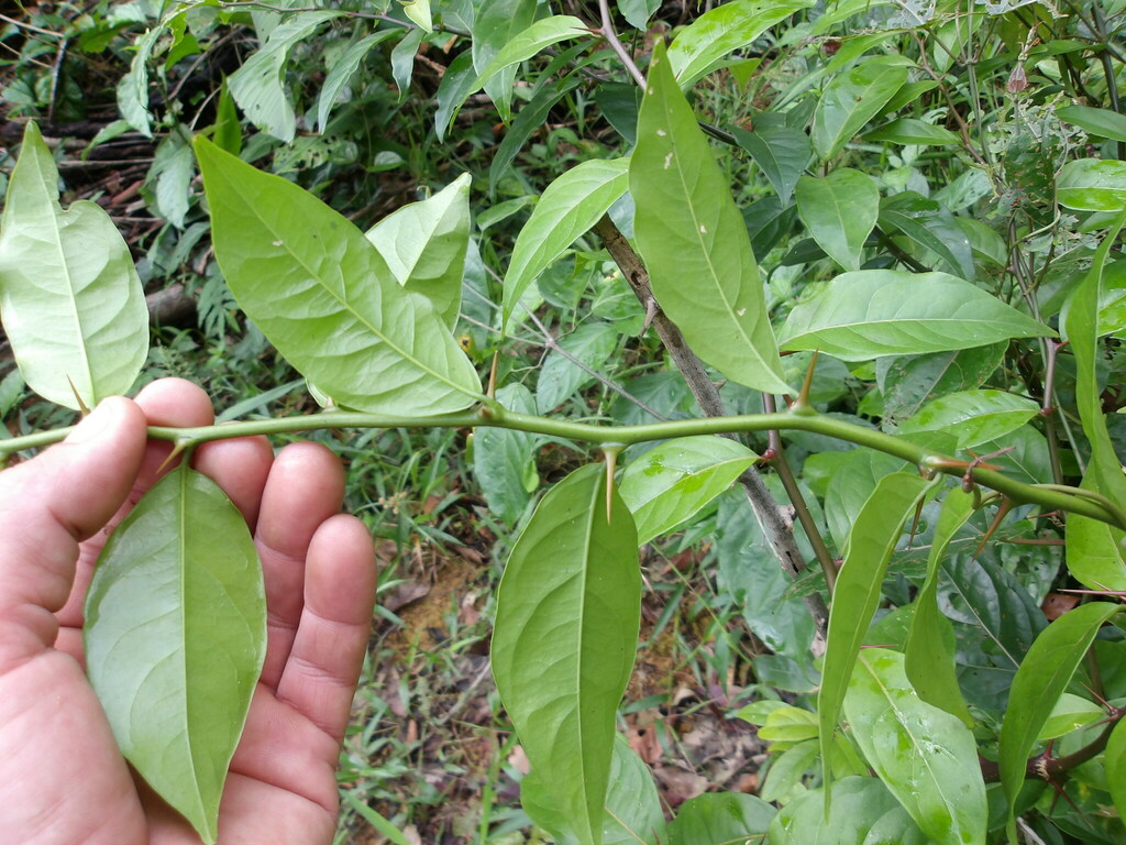 Seguieria macrophylla
