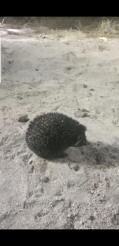 Brandt's Hedgehog